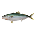 Image of a kingfish