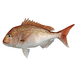 Image of a snapper fish