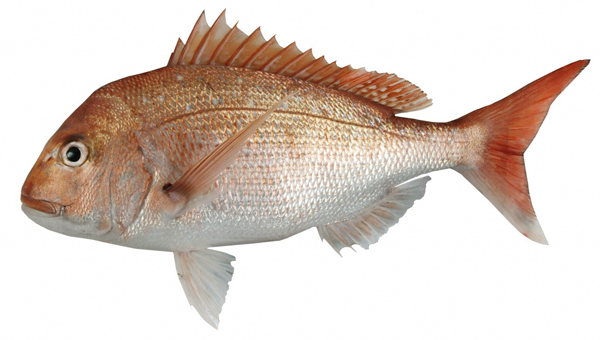 Snapper status and information