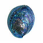 Image of paua