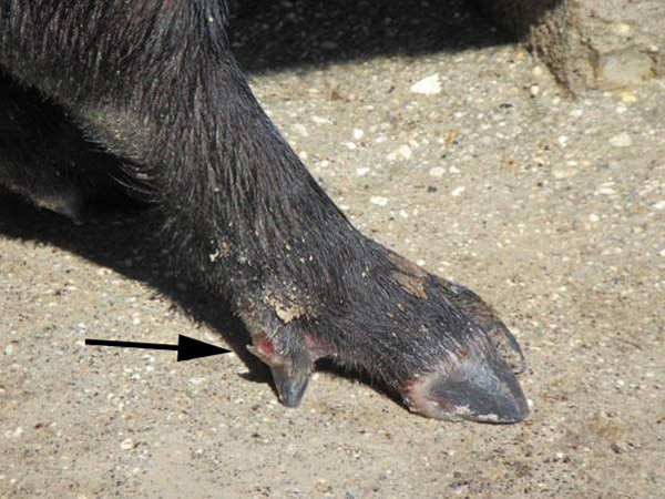 Pig trotter with FMD sore