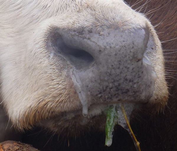 Drooling and secretions from cow mouth and nose