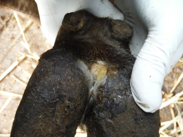 Cow hoof with foot-and-mouth disease sores