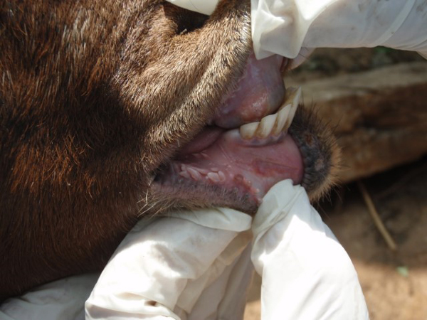 Goat mouth with foot-and-mouth disease sores