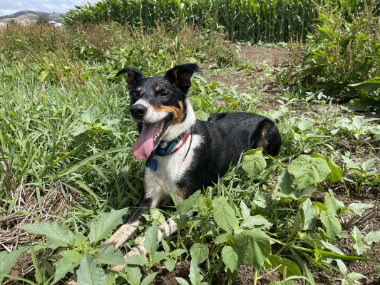 Wink the dog next to some velvet leaf hes just found