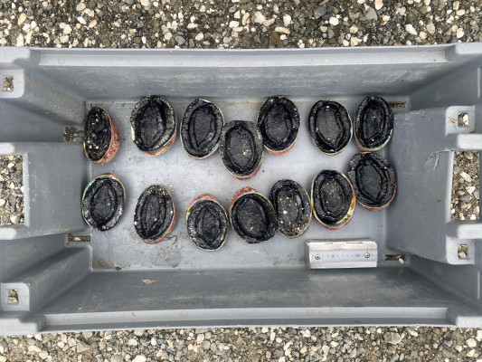 16 Paua of which 14 were undersized. The individual was infringed for both excess Paua and undersized Paua. The undersized Paua ranged from sizes 114mm 122mm and it was returned to the sea post inspection