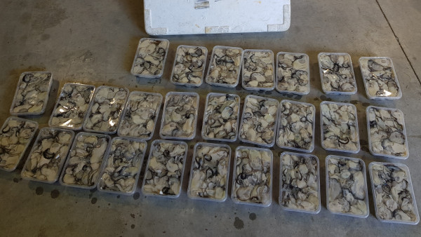 Plastic containers of sezied seafood SUPPLIED MPI