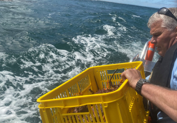 SFO Mark Raynes returning illegal crayfish to the sea