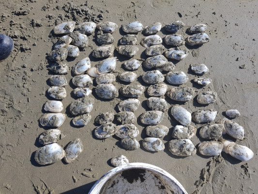 Shellfish that were illegally gathered found by a fishery officer