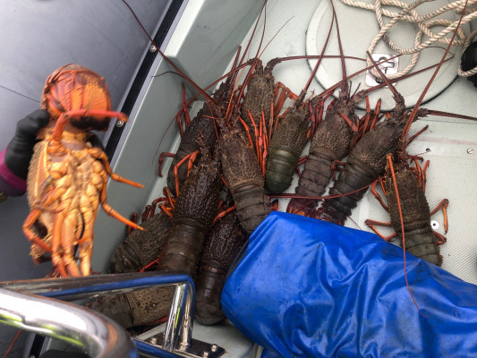 illegal crayfish that will go back into the sea