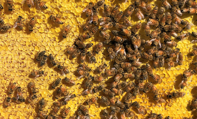 Bees on capped honey.
