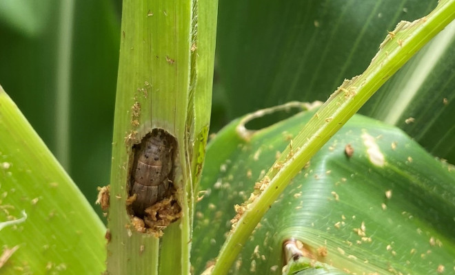 Fall armyworm nestled in a maize stem.