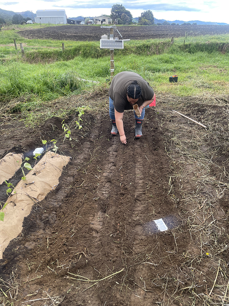 Aleise Puketapu planting crops in ploughed field