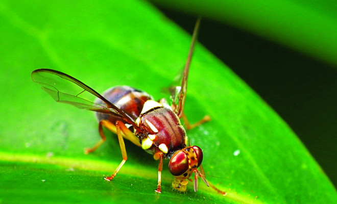 Queensland fruit fly 
