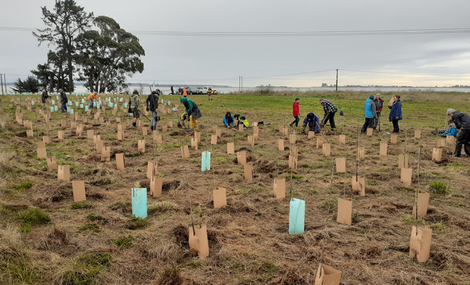 People planting trees in field.