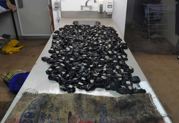 Big stack of pāua on a table.