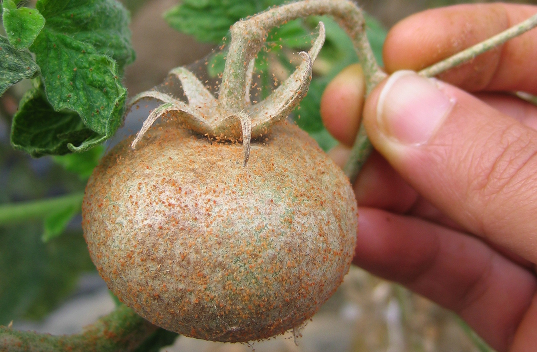 A tomato turned brown by the tomato red spider mites feeding on it.