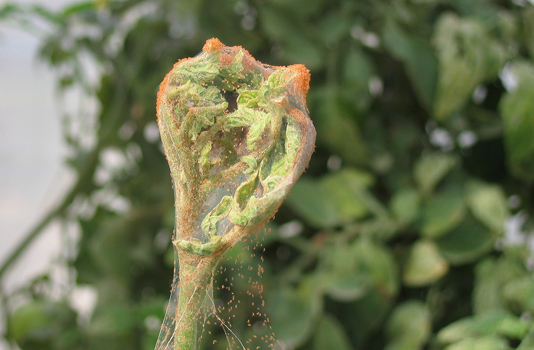 On the left is a red tomato spider mite web and on the right, a dessicated tomato plant.