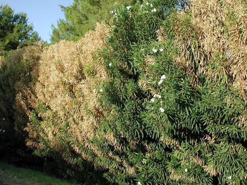Oleander tree showing over half the leaves brown and dead.
