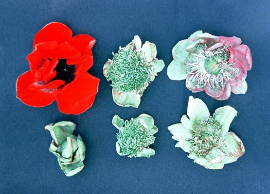 Bright red healthy flower, with 5 green-coloured, distorted flowers