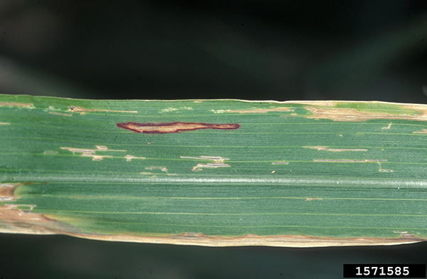 Leaf with straw colored streaks and an irregular streak with a brown edge