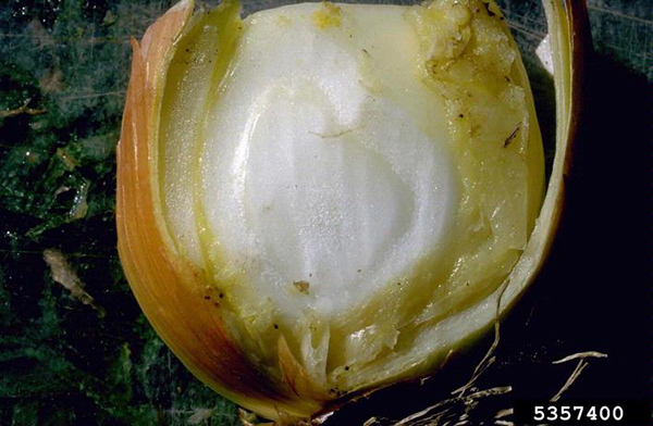 Onion bulb cut open with rotten outer layers