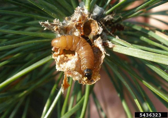 Brown coloured caterpillar with dark coloured head