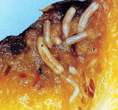 While melon fly maggots in a rotten fruit