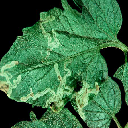 leaf with squiggly trails of damage on surface