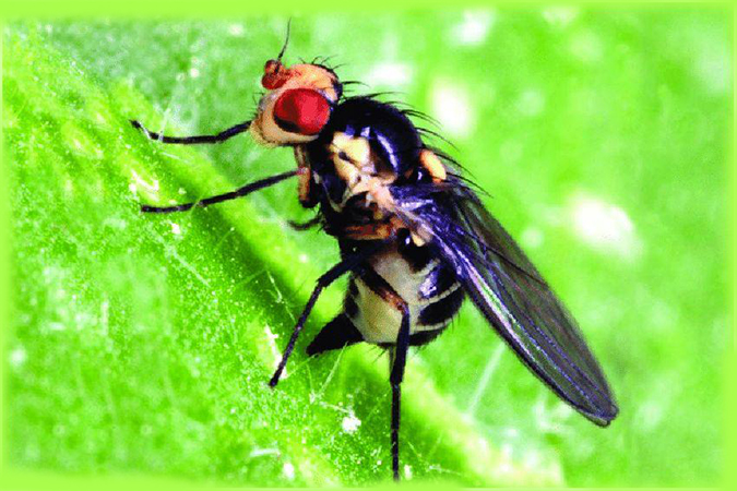 female leafminer users her ovipositer to puncture the surface of a potato