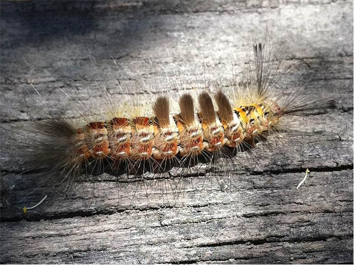 caterpiller covered in hair with clumps of hair at ends and on 4 segments