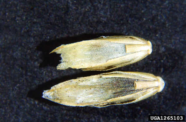2 yellow seeds with black powdery spores 