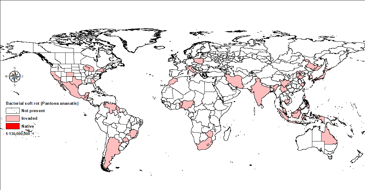 World map showing distribution of bacterial soft rot.