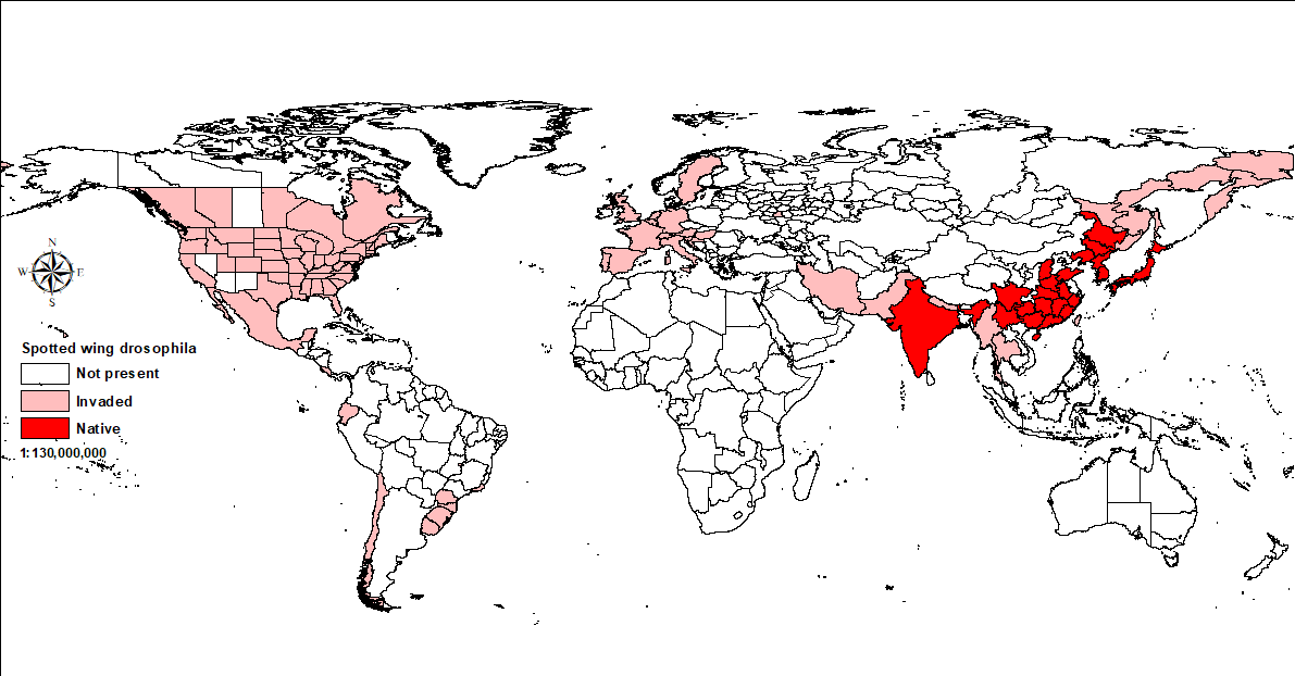 World map showing distribution of spotted wing drosophila