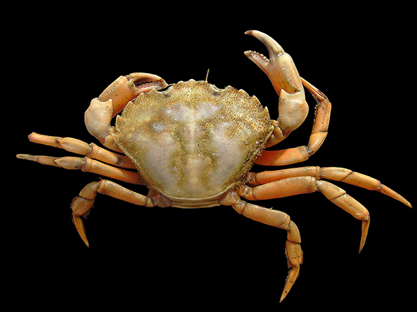 orange coloured crab