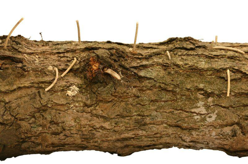 tree trunk with worm-like sawdust protrusions