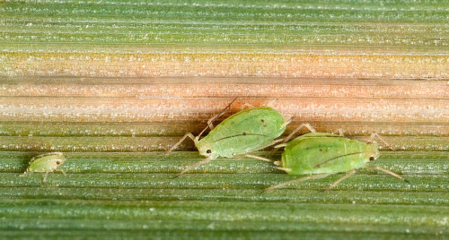 russian wheat aphids width=