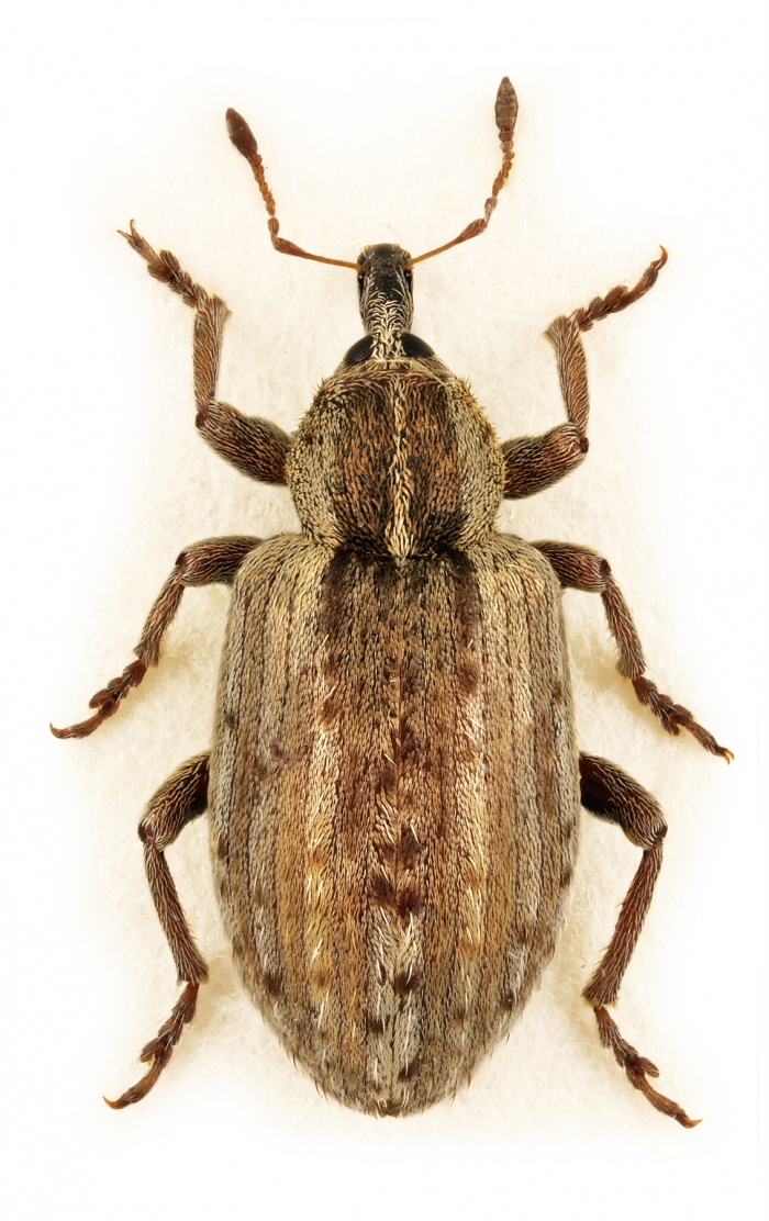 Adult brown-coloured weevil