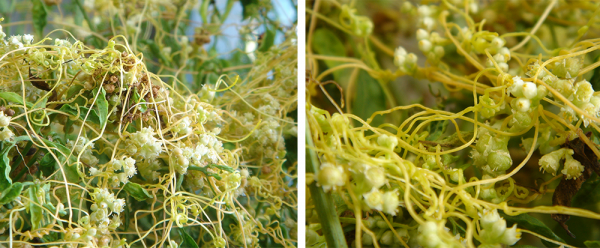 Field dodder images side by side