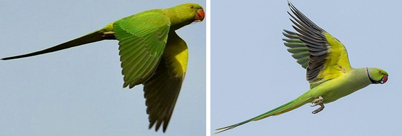 Yellow and green parakeets sitting on tree branches and in-flight with wings spread.