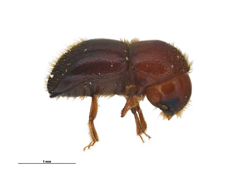 Side view of an adult female granulate ambrosia beetle. Image: Emma Scheltma, MPI Plant Health and Environment Laboratory