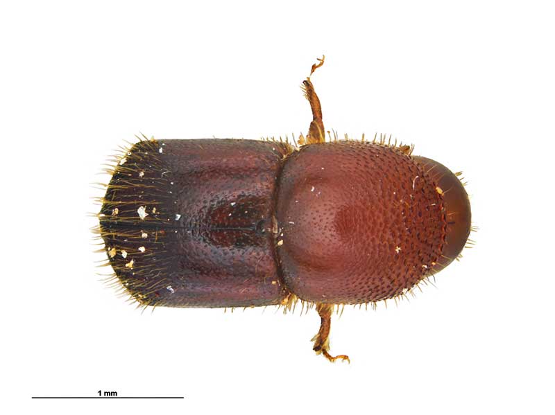 Top view of an adult female granulate ambrosia beetle. Image: Emma Scheltma, MPI Plant Health and Environment Laboratory