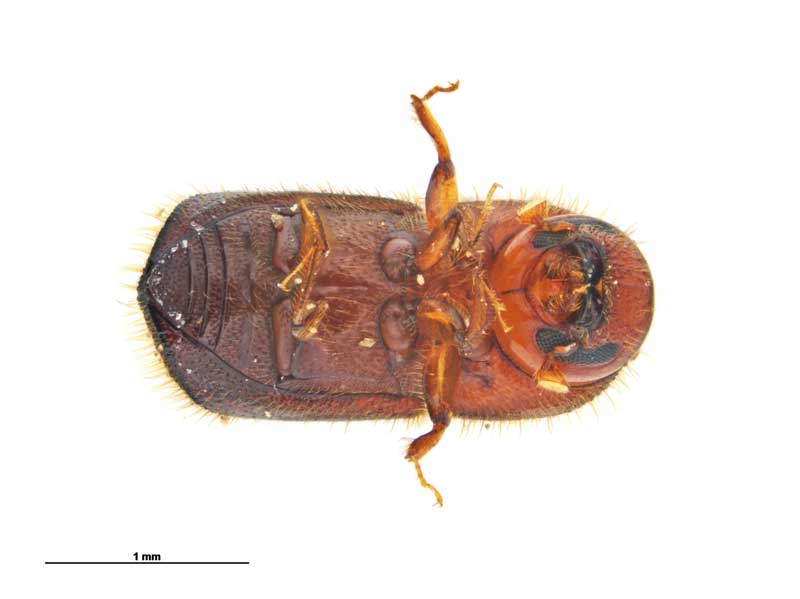 under side view of an adult female granulate ambrosia beetle. Image: Emma Scheltma, MPI Plant Health and Environment Laboratory