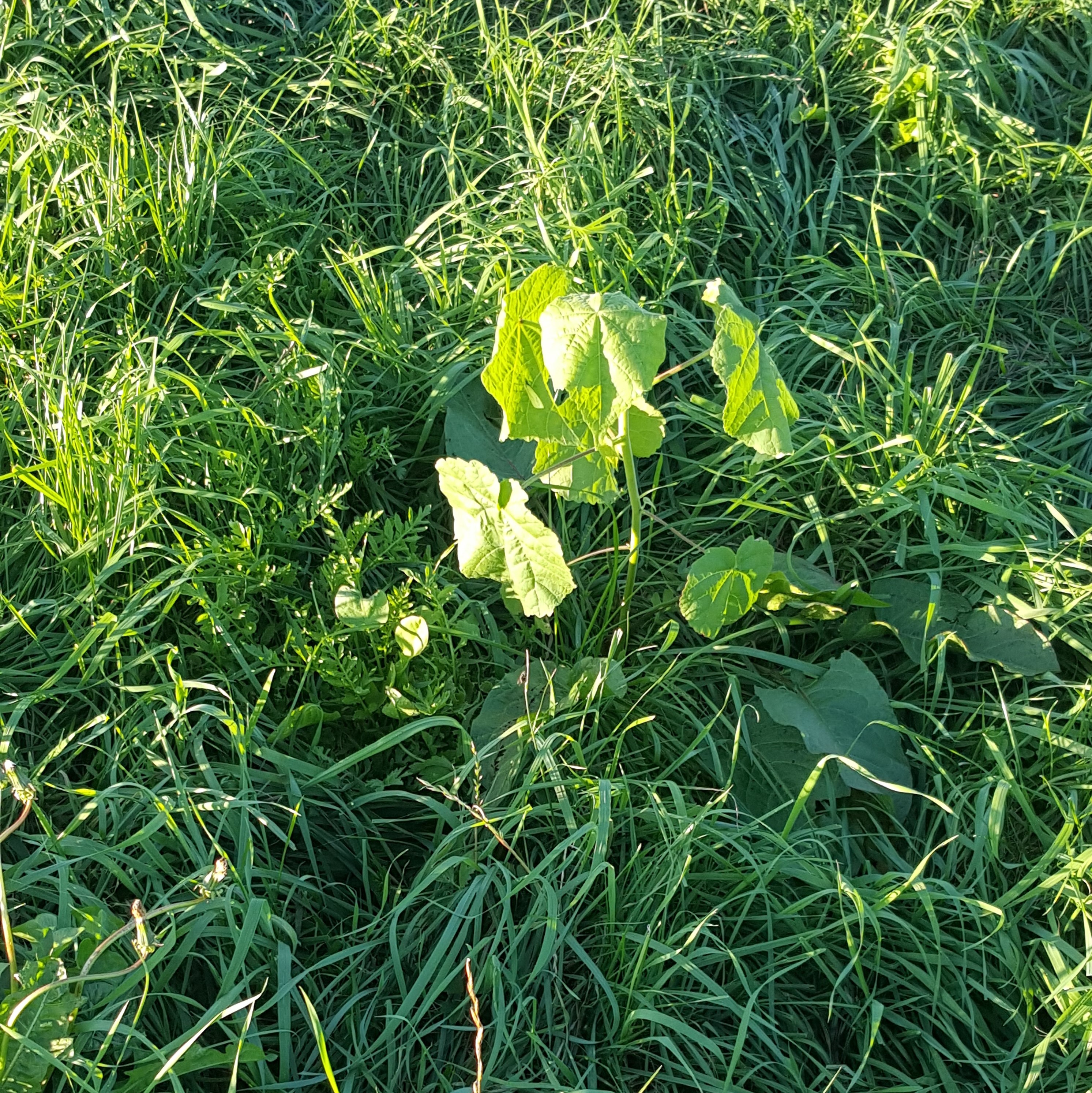 Close-up of velvetleaf in grass