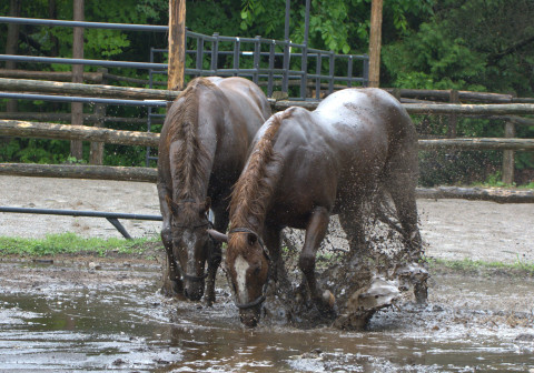 Horses playing in flooded field stock photo