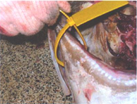 A fish being tagged with a yellow tag in it's mouth