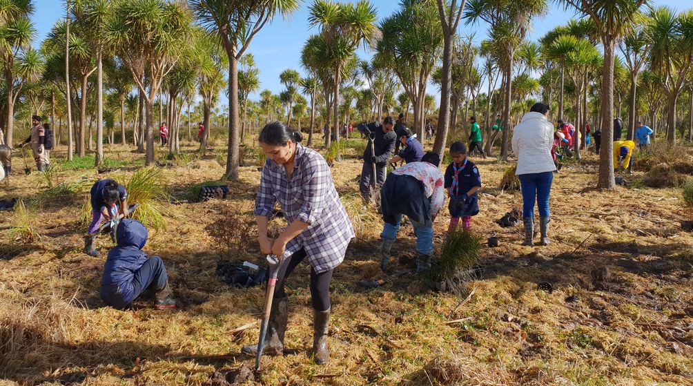 One billion trees planting programme Te Uru Rākau New Zealand