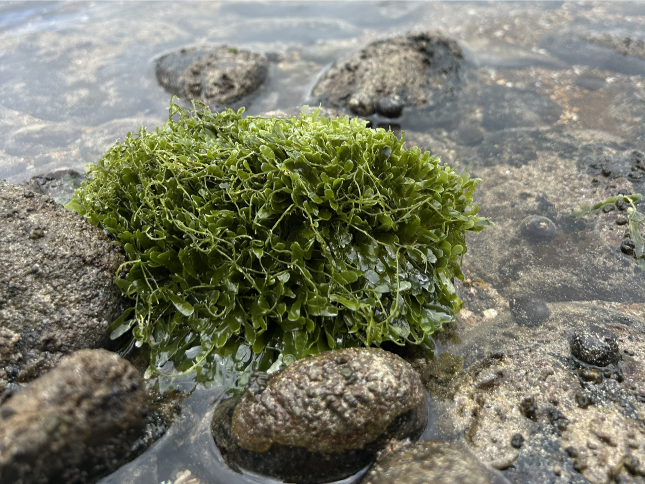 Ball of seaweed on rocks and sea water.