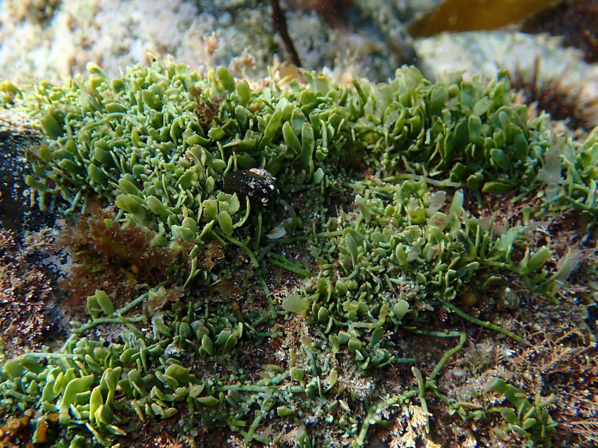 Seaweed on rocks.