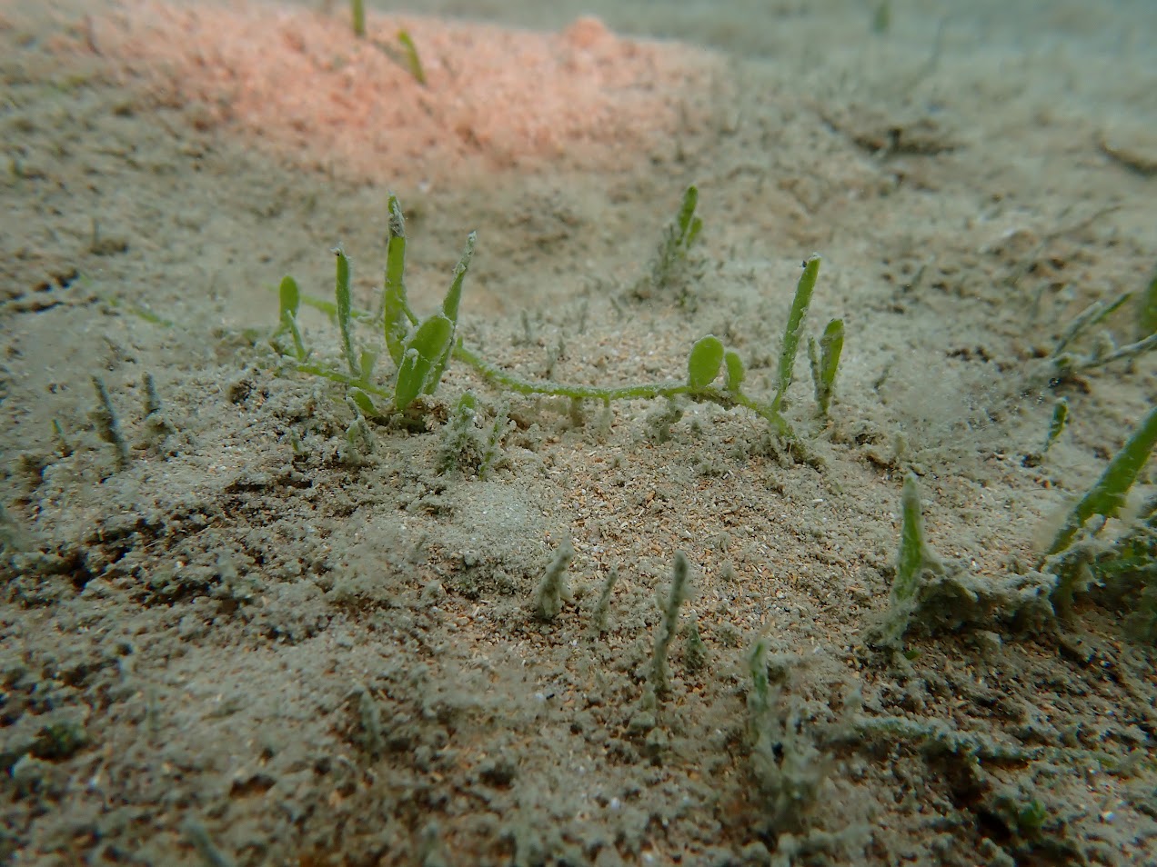 Little light green seaweed growing in sand.